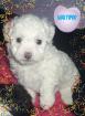 Maltipoo Rüde mit Puppengesicht Nicht Haarend