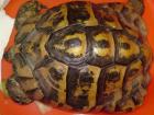 Land Schildkröten versch. Größen