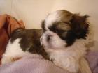 Knuffige Shih Tzu Babys