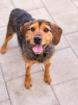 Otis ist ein sehr freundlicher liebenswerter niedlicher Hund.