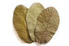 10 Guaveblätter Guava leaves für Garnelen u Co. im Aquarium als Garnelenfutt