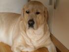 Kräftiges Blondes Labrador männlich 2 Jahre an liebevolle Hände abzugeben 30