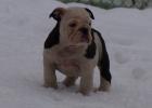 Ganz Besondere Englische Bulldoggen