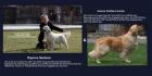Golden Retriever Wurf Ankündigung März . Zur Abgabe Ende Mai