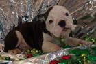 Englische Bulldoggen Wir haben wieder Welpen abzugeben. Weihnachts Knutsch Kug