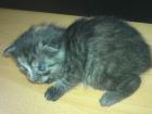 Eine 2 monate junge baby katze zu verkaufen