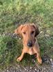 Hund/Welpe