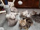 Wunderschöne reinrassige BKH Kitten Whiskas Tabby