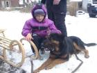 Labrador-Mischling Daimon sucht ein neues zuhaue