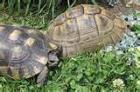 1. 2 NZ 2022 Testudo marginata und Babys Schildkröten