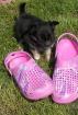 Schuhgröße 41 und wunderschöner reinrassiger Chihuahuajunge