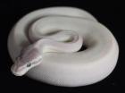 0. 1 Super Mojave poss GHI 2022