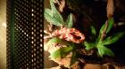 Kornnatter / Pantherophis guttatus / mit Terrarium