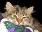 Sibirische Waldkatzen 10 Wochen noch 2 Katerchen ab sofort zu vergeben