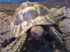 Griechische Landschildkröten