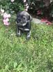 Mittelschnauzer Welpen Pfeffer/Salz