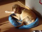 Herrchen Gesucht. Labrador 11 mon gelb reinrassig geimpft gechipt