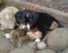 Entlebucher/ Appenzellerwelpen