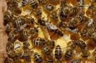 Bienenvölker Bienenvolk Ableger Bienen