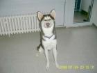 Biete Husky Deckrüde