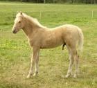 Barocker Palomino Hengst