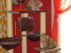 2 ganz liebe Perser abzugeben. Katzen Kastriert