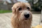 TESCA - Terrier-Mix - 14 Jahre - Tierhilfe-Franken e. V.
