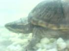 Moschusschildkröte Sternotherus odoratus