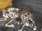 Deutsche Doggen Welpen / Blaue und Schwarze o. Papiere / Potsdam-Mittelmark
