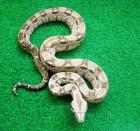 Boa Constrictor Imperator helle Mexiko Boa cancun Kaiserboa