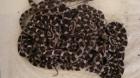 Biete Kornnatter NZ12 der Farbvariante Charcoal Anery an