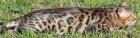 Bengalkatzen Bengalkatze Bengalkater
