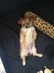 Chihuaua-Jack-Russel mix Welpe Muffin sucht noch ein Zuhause