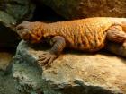 Uromastyx Geyri - NZ 2022 abzugeben