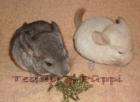 Püppi und Teddy 12 Wochen zu ein zuhause
