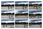 Sehr lieber Haflinger Wallach