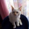 Kater eine Katze zum Decken