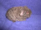 Rex Rosette US-Teddy Crested und Glatthaar suchen neue Futtersklaven