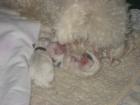 Endlich sind unsere Bichon frise Welpen geboren