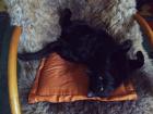 Elegante schöne schwarze Katze sucht schönes neues zu Hause