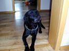 Labrador 4 Jahre alt schwarz in treue und fürsorgliche hände abzugeben