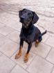 Der nette aktive und sportliche junge Dobermann Mischling Hugo sucht ein Zuhaus