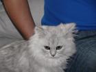 Kater silber langhaar