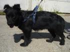 Katzenverträgliche Hundedame 2 Jahre klein sucht Zuhause