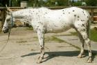Ein Appaloosa wie aus dem Bilderbuch