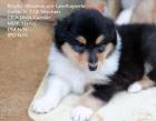 Collie Welpe Rüde mit VDH-Papieren