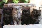 THEY ARE THE BLACK British Longhair