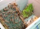 Futtertiere - Heuschrecken ab 9 -Euro/100Stück - alle Größen