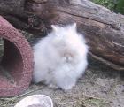 Zwergkaninchen - typvoller Teddyzwerg 1. 0 / 8. Wo. Weiß/blaue Augen