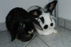 2 süsse Kaninchen abzugeben